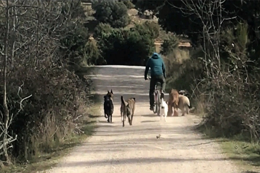 Adiestramiento con la Manada MiradaCanina