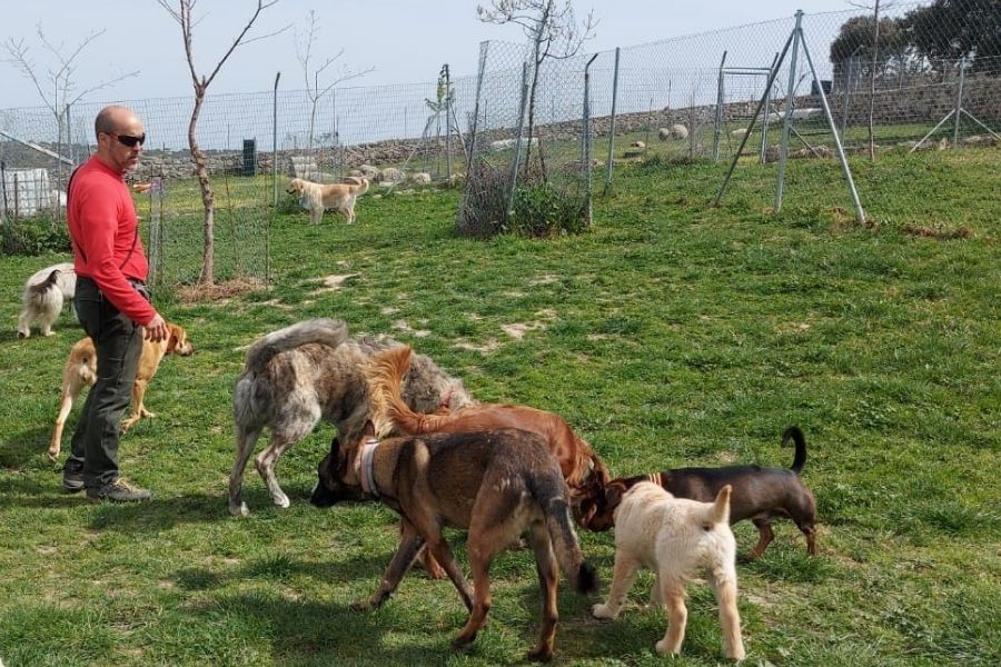 Residencia canina