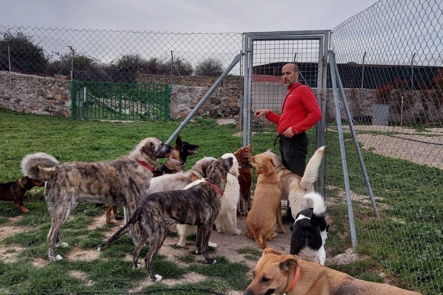 Adiestramiento canino