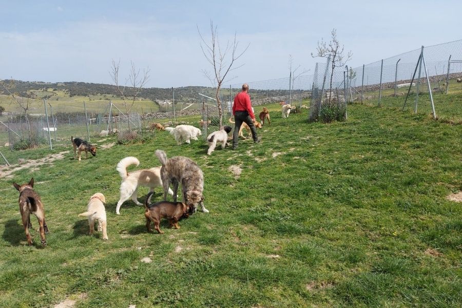 Residencia canina